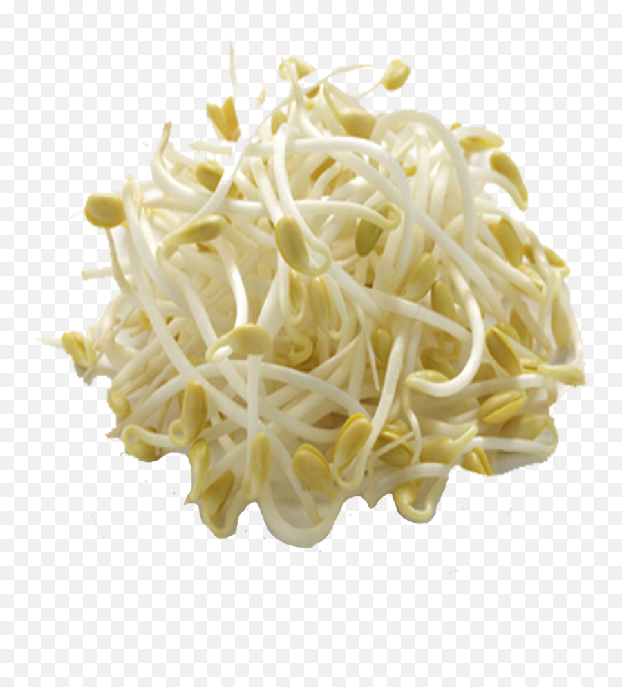 Bean Sprout - Mung Bean Sprouts Png,Sprout Png