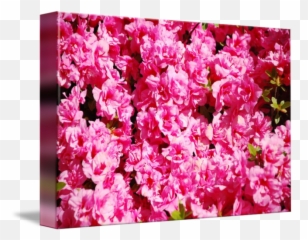 Japanese Flowers By Ernie Ajo - Begonia png
