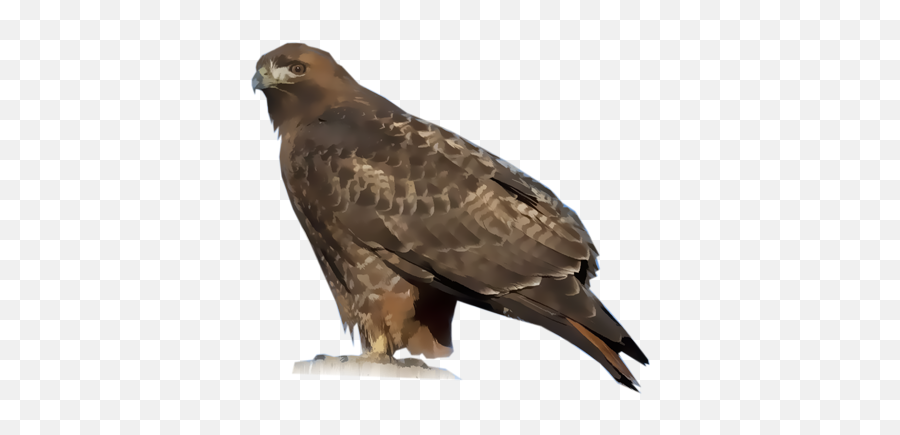 Download Red - Tailed Hawk Full Size Png Image Pngkit Falcon,Hawk Png