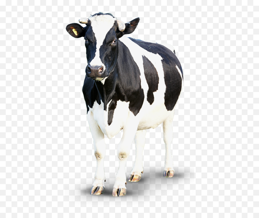 Cow Png - Transparent Background Cow Transparent,Cow Transparent