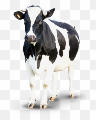 Cow Png - Transparent Background Cow