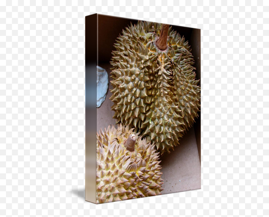 Durian By Melinda Seyler - Durio Zibethinus Png,Durian Png