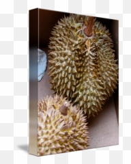 Durian By Melinda Seyler - Durio Zibethinus Png,Durian Png
