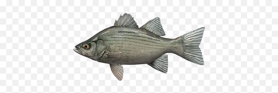 White Bass - Fish Png,Bass Fish Icon