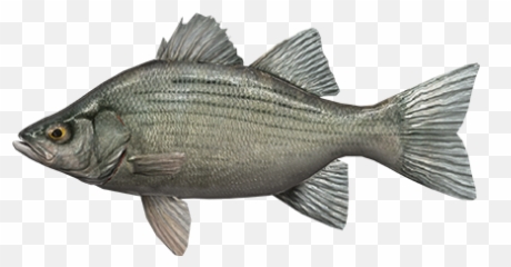 White Bass - Fish png
