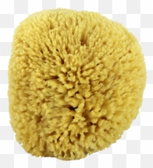 Download Natural Sea Sponge - Sea Sponge Transparent Background Png,Sponge Png