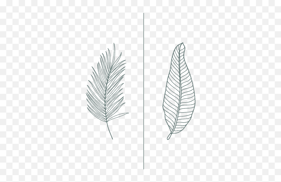 Sensorial Art Direction - Decorative Png,Palm Frond Icon