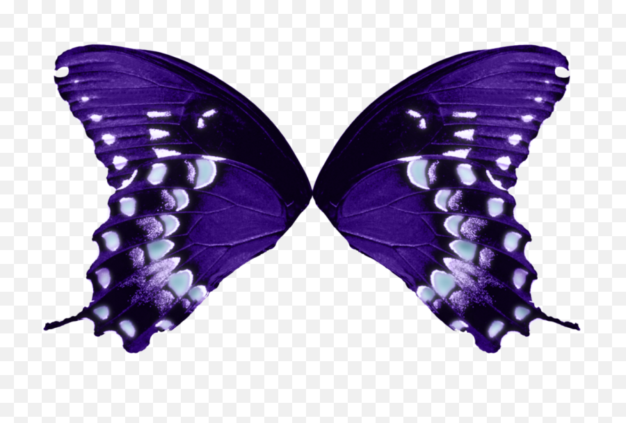 1123 X 711 16 - Butterfly Wings Transparent Background Png,Wings Transparent Background