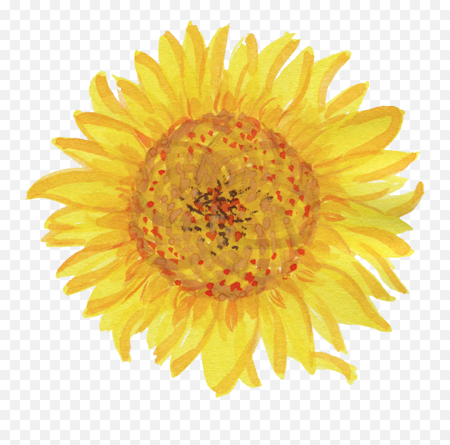 5 Watercolor Sunflower Transparent - Cartoon Sunflower White Background Png,Watercolor Sunflower Png