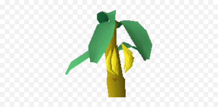 Banana Tree Old School Runescape Wiki Fandom Png Witchwood Icon Rs3