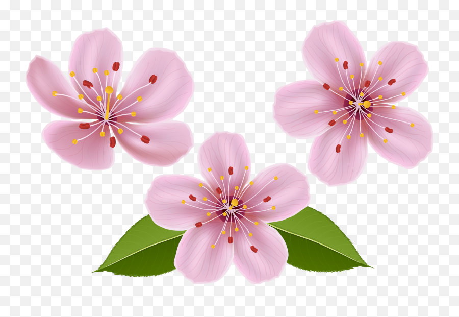 Library Of Spring Flower Png Transparent Files - Transparent Background Flower Clipart Transparent,Flower Clipart Transparent