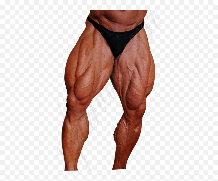 Muscle Anatomy - Muscle Legs Png,Legs Png