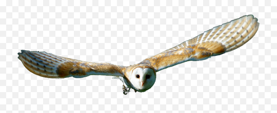 Barn Owl Png Transparent Hd Photo - Tyto Png,Owl Transparent