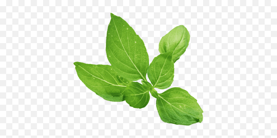 Basil Png 1 Image - Holy Basil Png,Basil Png