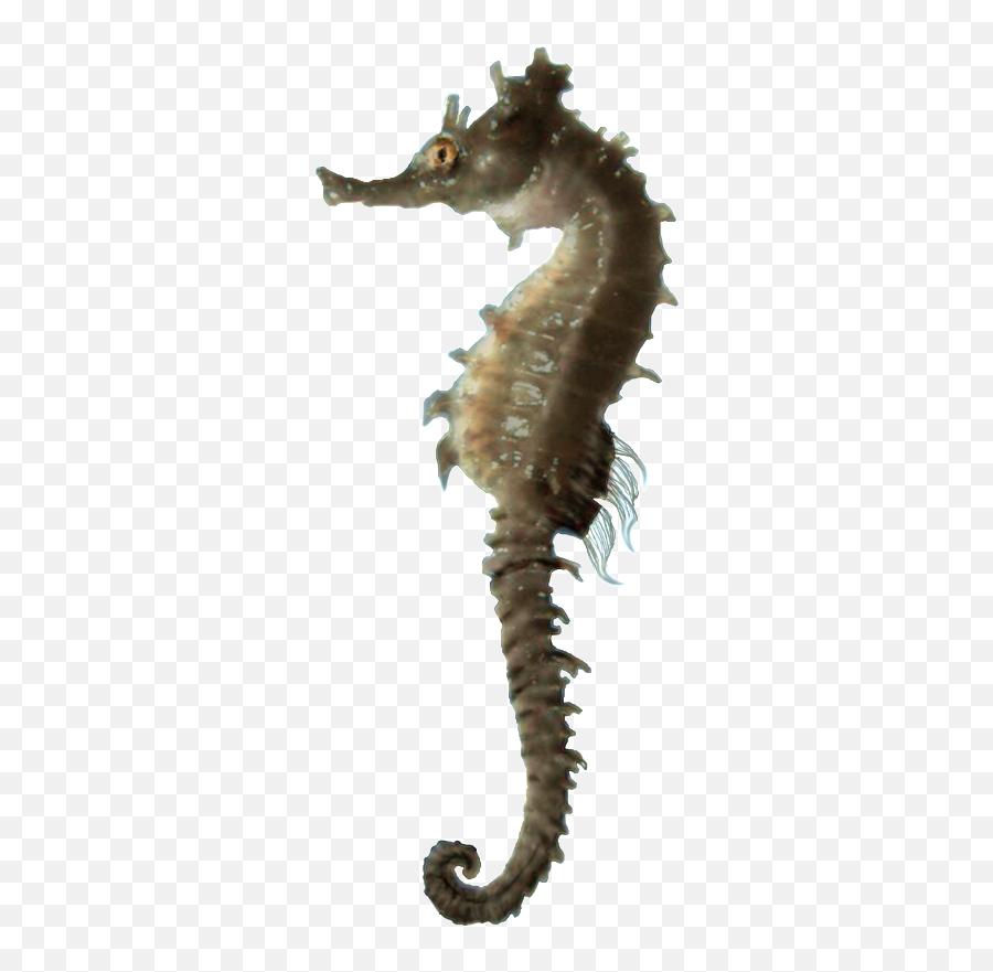 Images Download Seahorse Png Free - Sea Horse Png,Seahorse Png