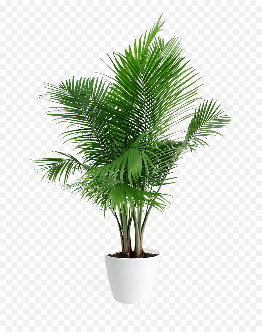Majesty Palm Houseplant U2013 Chelsea Garden Center - Palm Tree Plant Png,Palm Plant Png