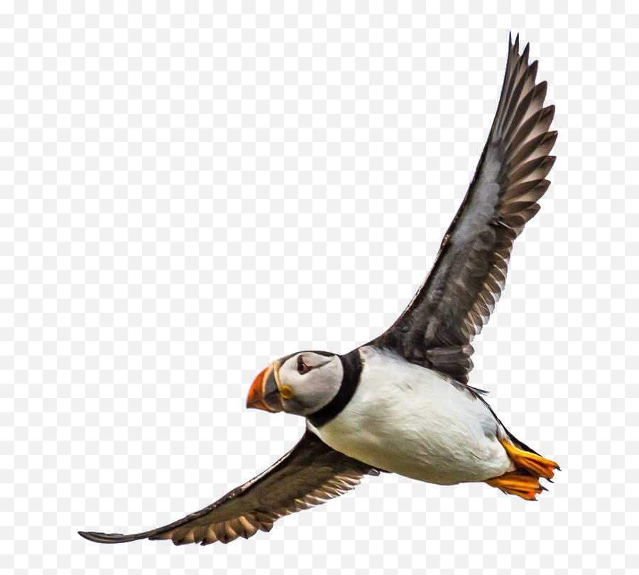 Home Álfheimar Country Hotel - Puffin Png,Puffin Png