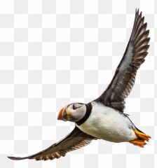 Home Álfheimar Country Hotel - Puffin Png,Puffin Png