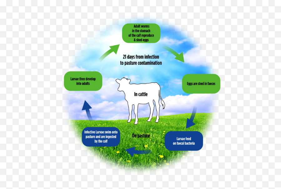 Download Cattle Worm Lifecycle - Sheep Worms Hd Png Dairy Cow Life Cycle Of A Cow,Worms Png