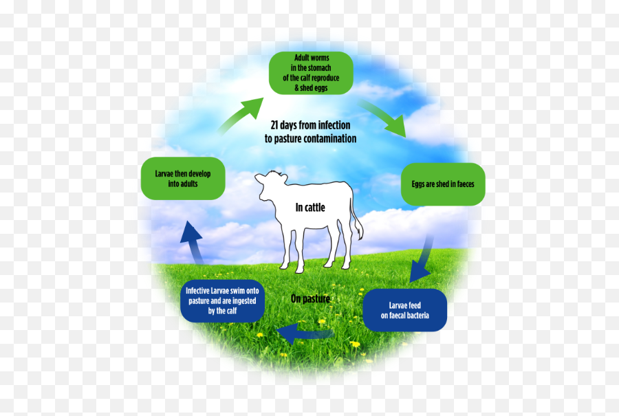 Download Cattle Worm Lifecycle Sheep Worms Hd Png Dairy Cow Life Cycle Of A Cow Worms Png Free Transparent Png Images Pngaaa Com