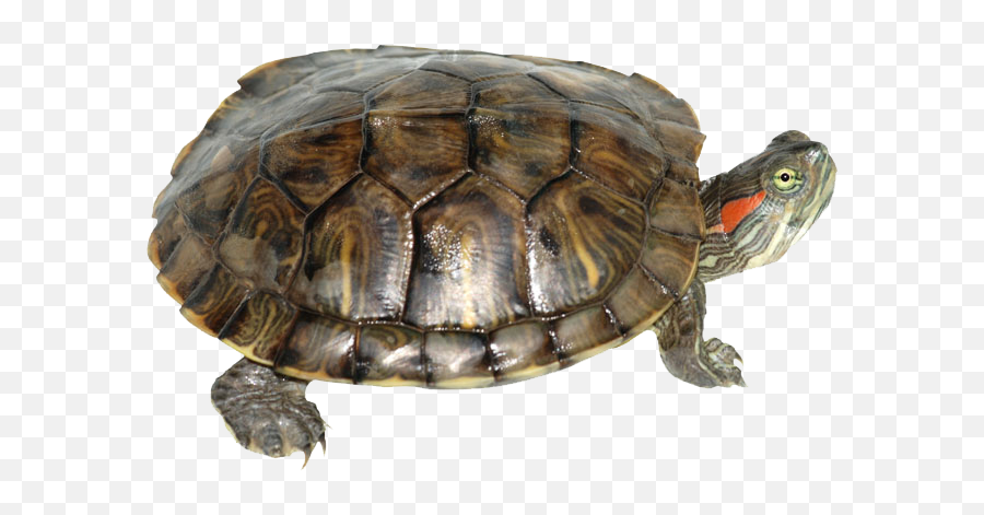 Box Turtle Transparent Png - Red Ear Snapping Turtle,Turtle Transparent Background