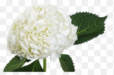 Hydrangea - Ortensia Bianca Png,Hydrangea Png