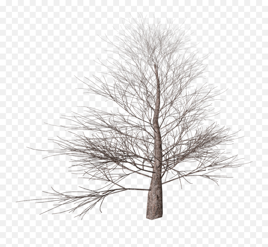 Winter Tree Transparent Png - Transparent Winter Tree Clipart,Trees Background Png