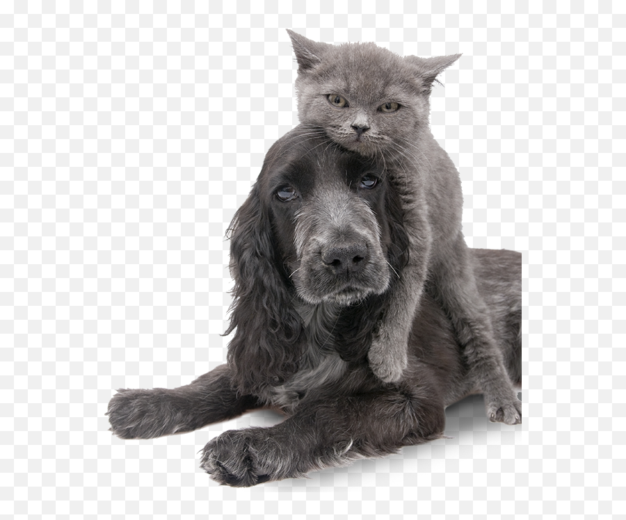 Raised Right - Humangrade Pet Food Cocker Spaniel Png,Pets Png