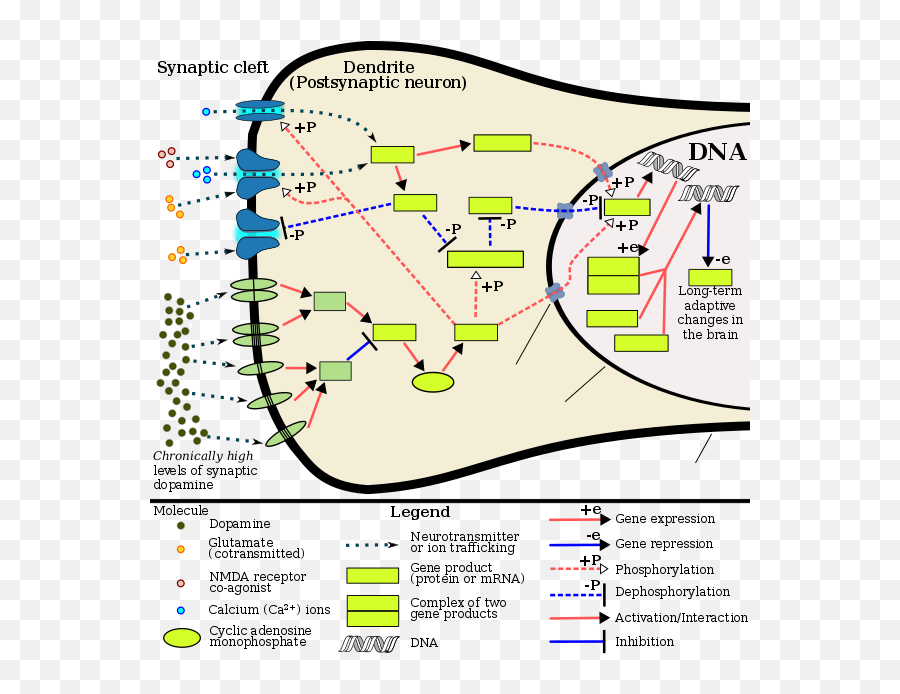 Adderall - Fos Gene Png,Adderall Png