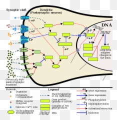 Adderall - Fos Gene Png,Adderall Png