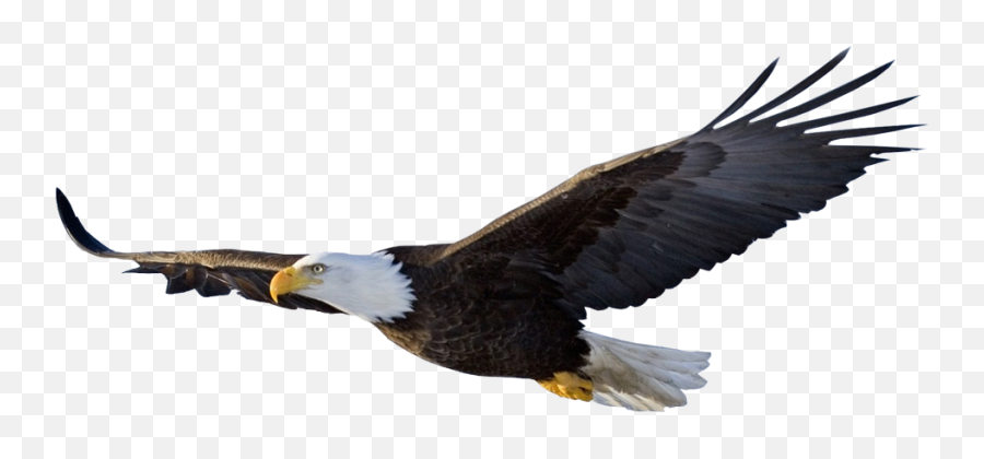 Eagle Wings Png - Bald Eagle Flying Png,Eagle Wings Png