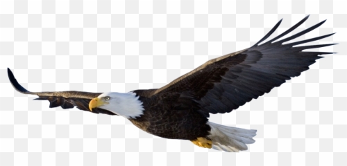 Eagle Wings Png - Bald Flying