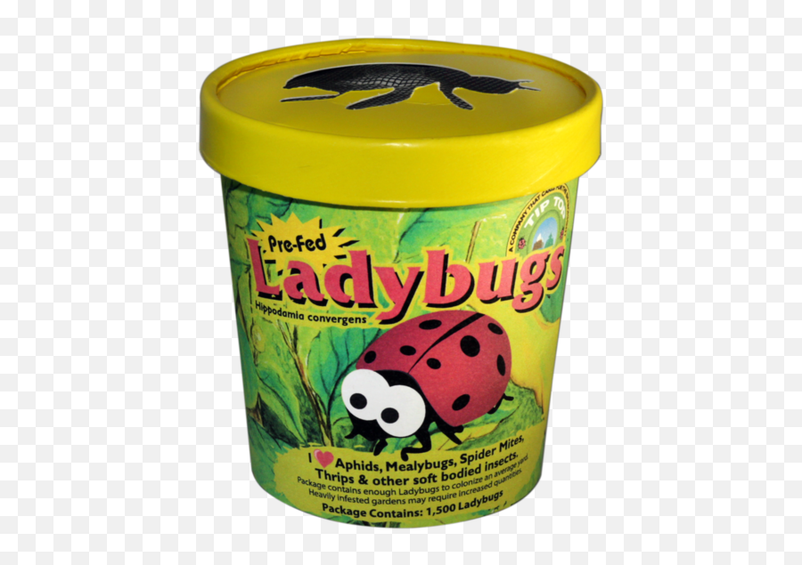 Live Ladybugs - Ladybugs Container Png,Transparent Ladybug