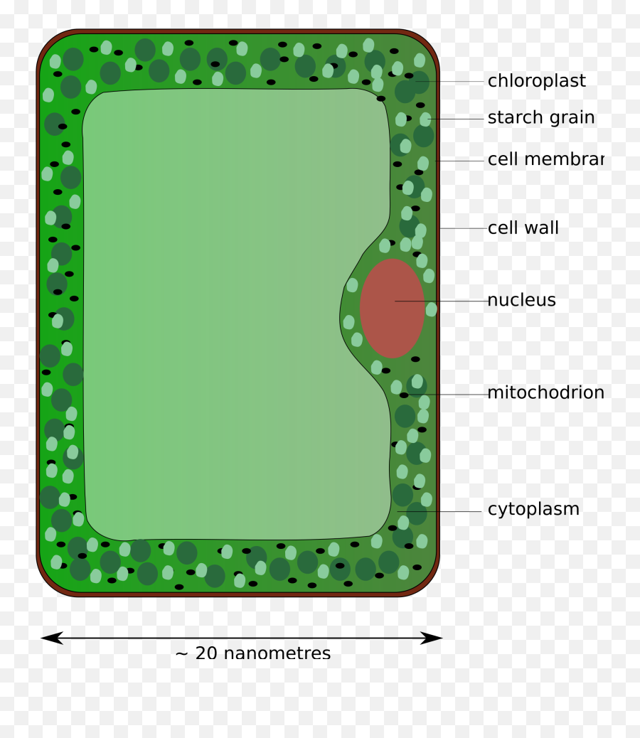 Download Open - Diagram Of A Palisade Cell Png Image With No Labeled Diagram Of Palisade Cell,Cell Png