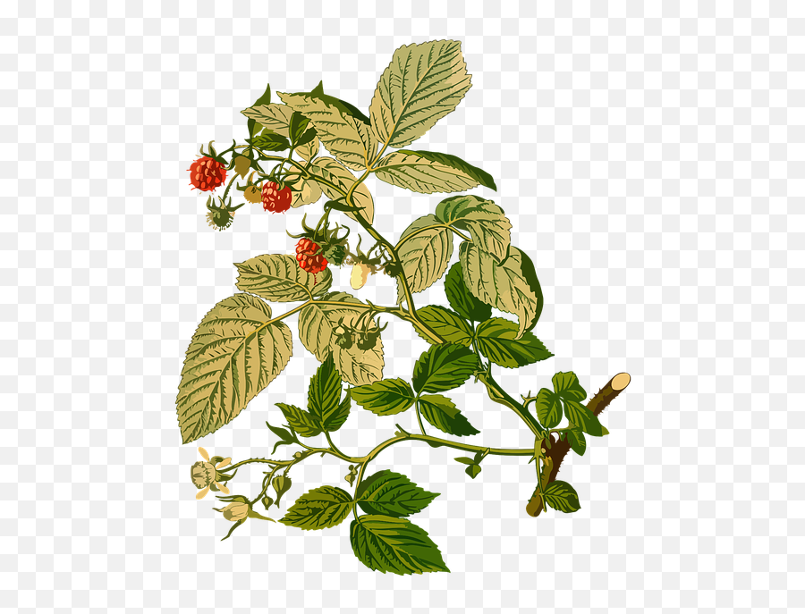 611x720 Pixels Wide Blackberries Blueberries Strawberries - Rubus Idaeus Png,Blackberries Png