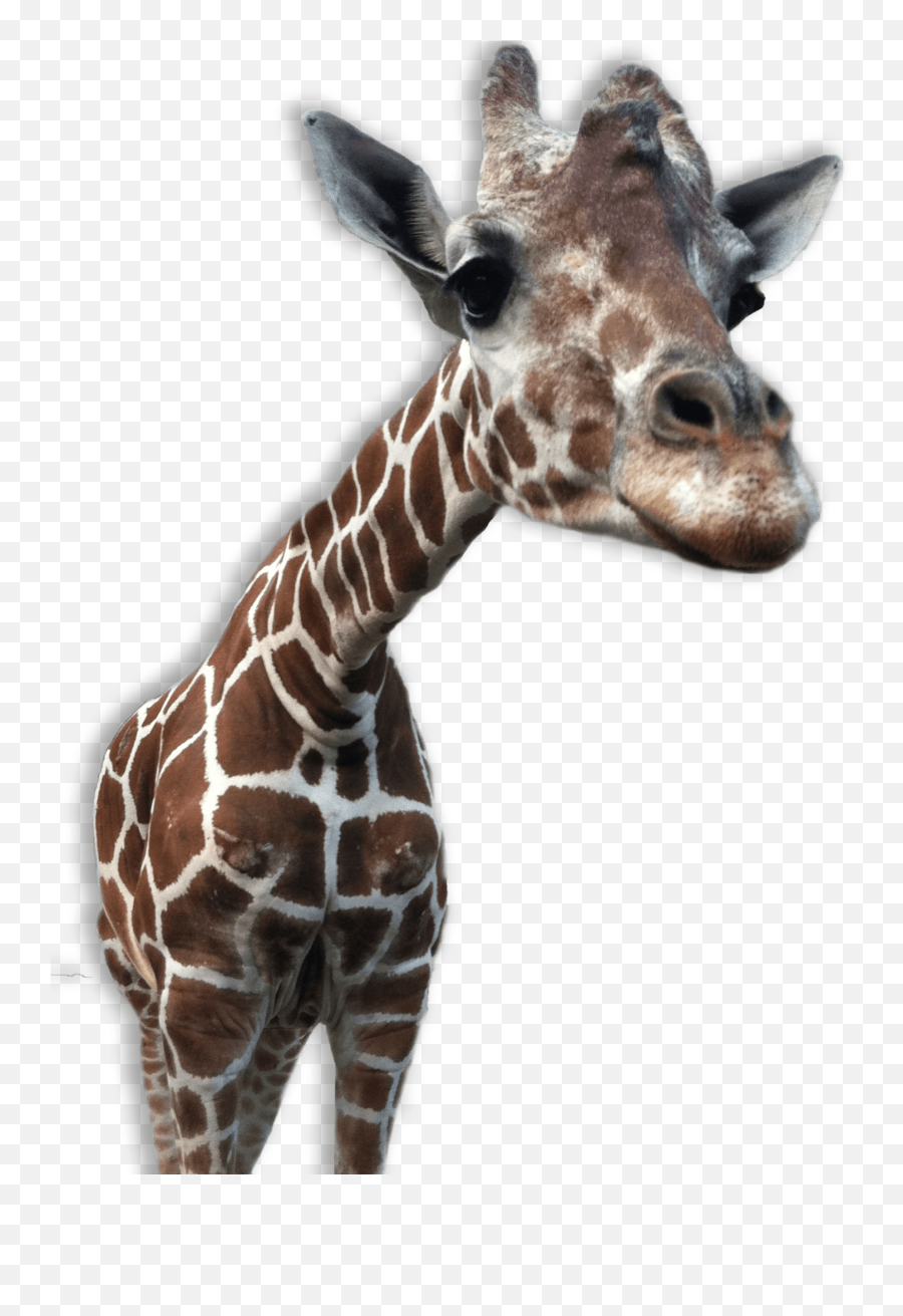 Giraffe Png Transparent Images All - Giraffe With Transparent Background,Tongue Transparent