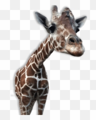 Giraffe Png Transparent Images All - Giraffe With Transparent Background,Tongue Transparent