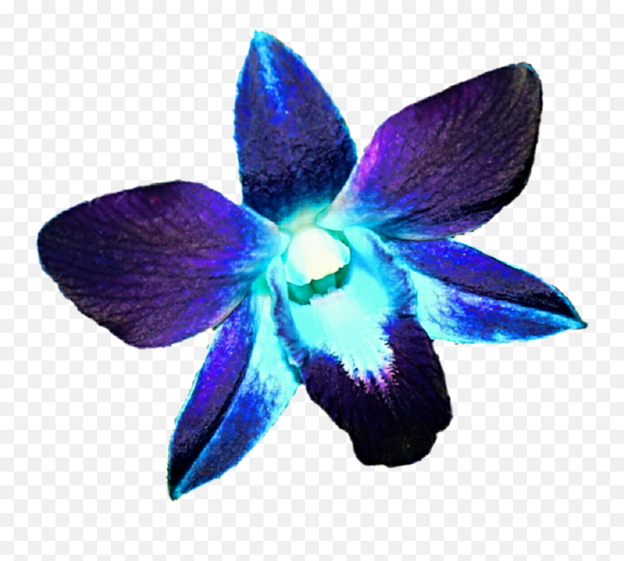 Orchid Transparent Blue - Orchid Blue And Purple Png,Orchids Png