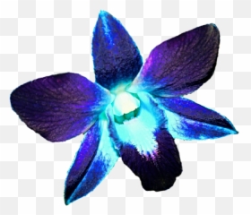 Orchid Transparent Blue - Orchid Blue And Purple Png,Orchids Png