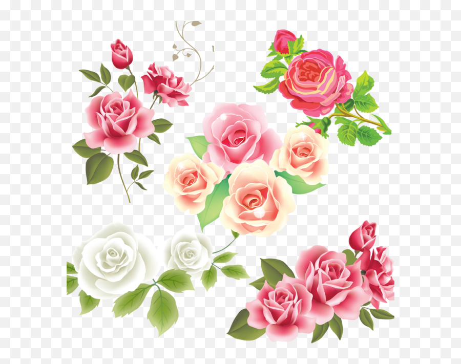 Flower Vector - Pink Rose Free Vector Png,Sakura Flower Png