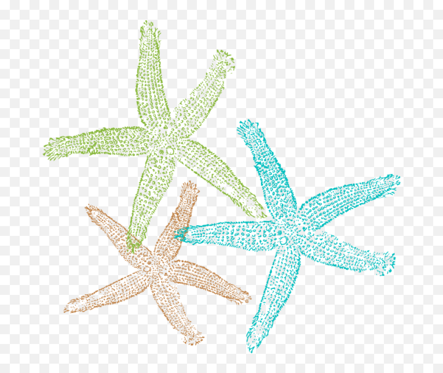 Starfish Clipart Letterhead Template Png Transparent