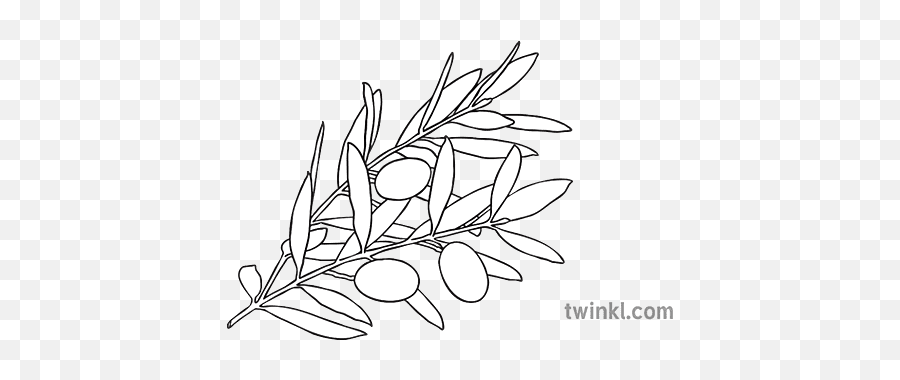 Olive Branch Plant Black And White Illustration - Twinkl Olive Branch Colouring Png,Olive Branch Icon