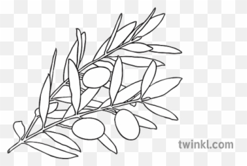 Olive Branch Plant Black And White Illustration - Twinkl Colouring png