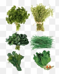 Download Herb S Png Images Background - Herbs Png,Herbs Png
