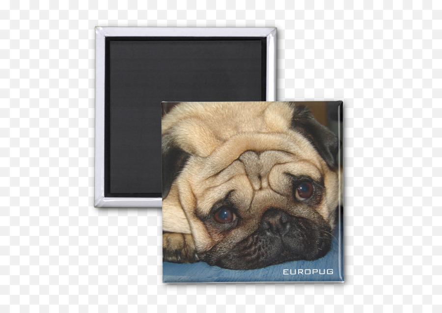 Zazzle Euro Pug Face Cosmetic - Pug Png,Pug Face Png