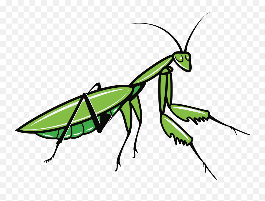 Mantis Png Transparent Images - Praying Mantis Clipart,Mantis Png