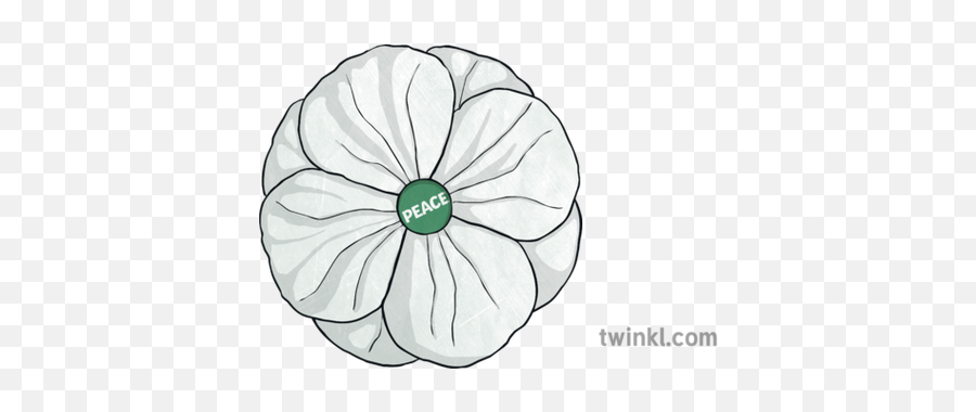 White Poppy Illustration - Twinkl Moonflower Png,Poppy Png