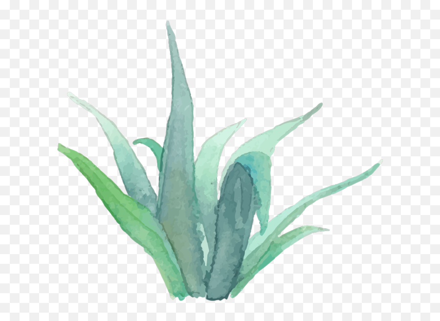 Download Free Png Real Succulent Estate Photographer - Watercolor Succulent Plant Png,Succulent Png