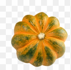 Acorn Squash Png Transparent Image - Acorn Squash,Squash Png
