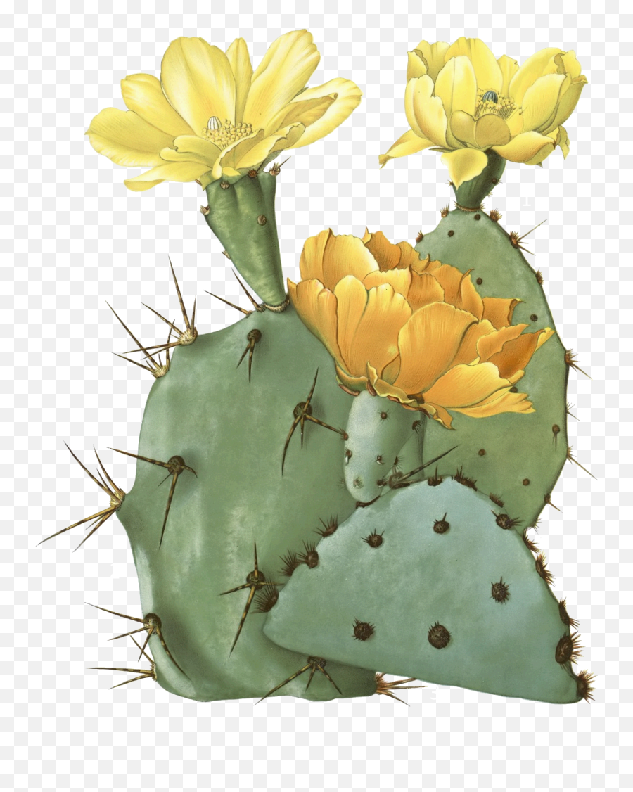 Cactus Transparent Png Free - Prickly Pear Cactus Flowers,Nopal Png